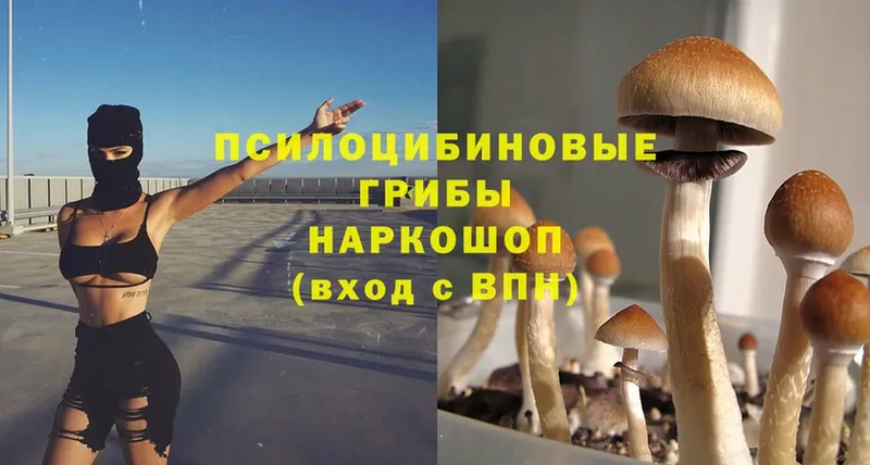 Псилоцибиновые грибы Psilocybine cubensis  сколько стоит  Ковров 